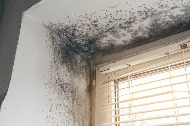 Affordable Mold Cleanup solutions in Glen Ridge, NJ