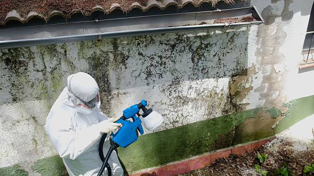 Trusted Attic Mold Removal service in Glen Ridge, NJ - Cheap Mold Removal